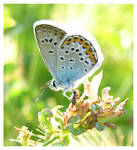 Butterfly macro 3 by selley