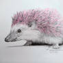 Hedgehog