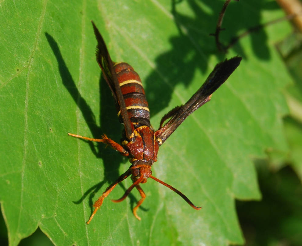 Wasp Mimic Moth by tioedbob