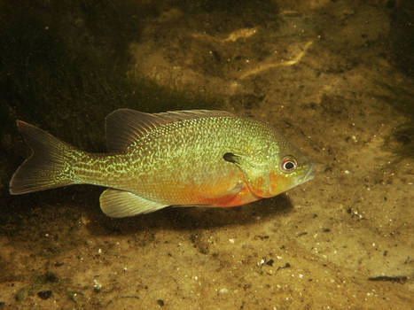 Redbreasted sunfish