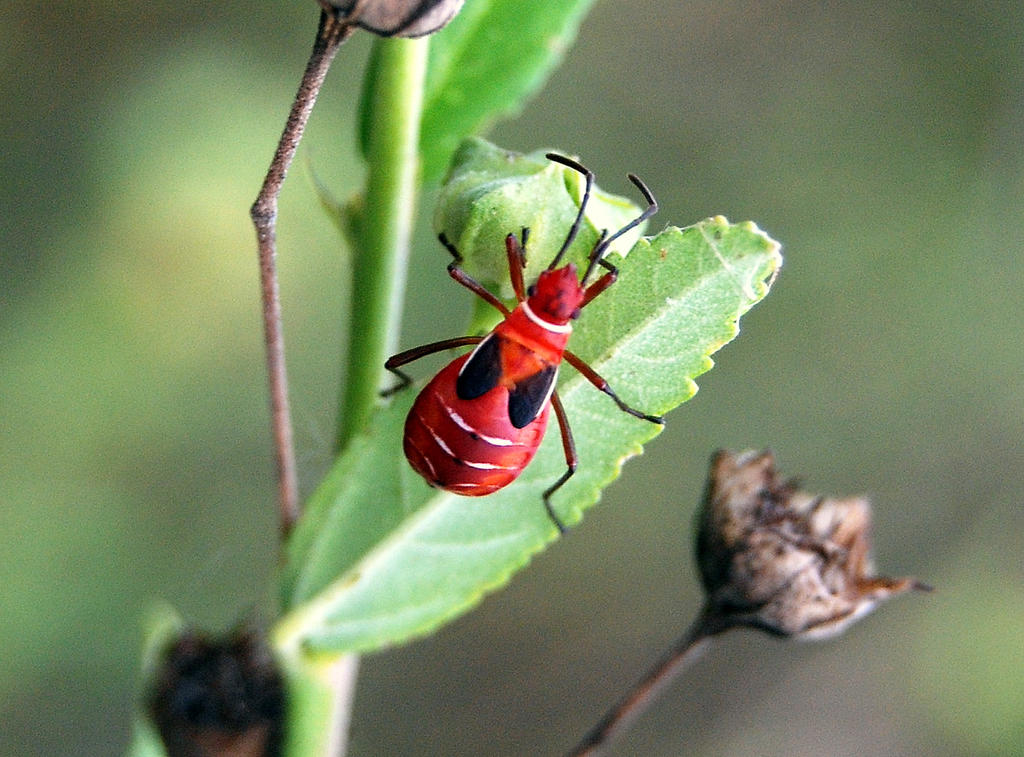 Nymth Insect Bug nymph 3 by tioedbob on DeviantArt