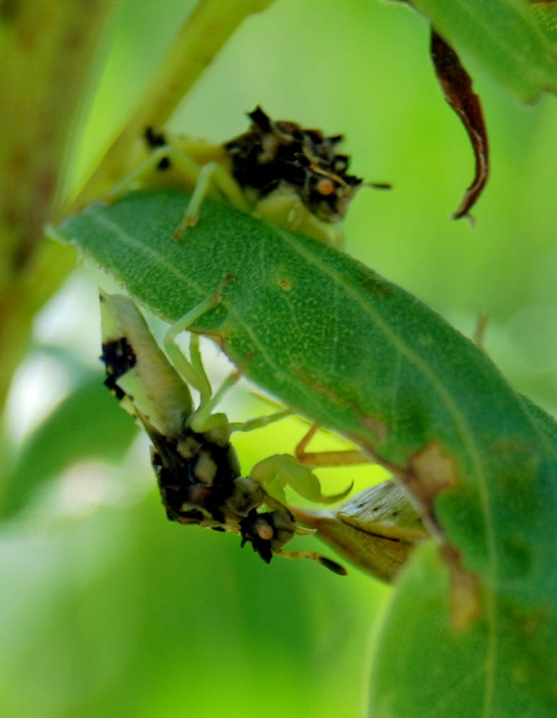 Commando Bug Camouflaged Ambush Bugs by tioedbob on DeviantArt