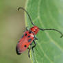 Milkweed Beetle 2