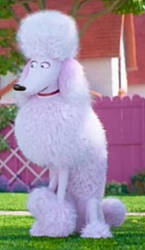 Poodle (Kyle's Secret Life)