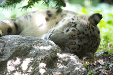 Asleep in the Snowy Mountains