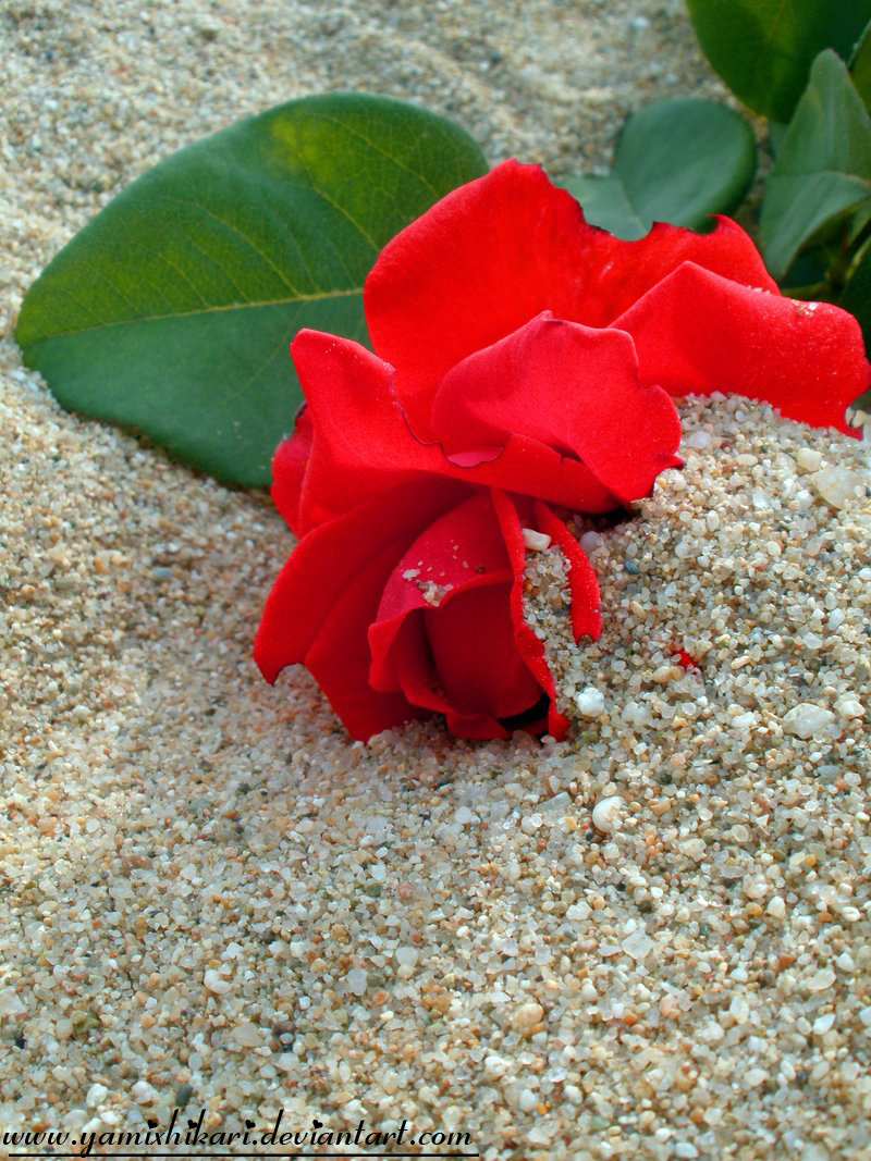 Desert Rose