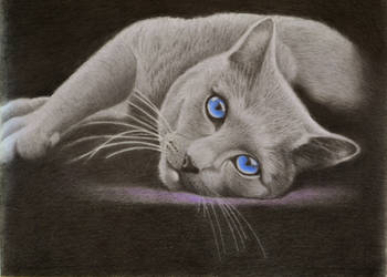 Russian Blue 040901