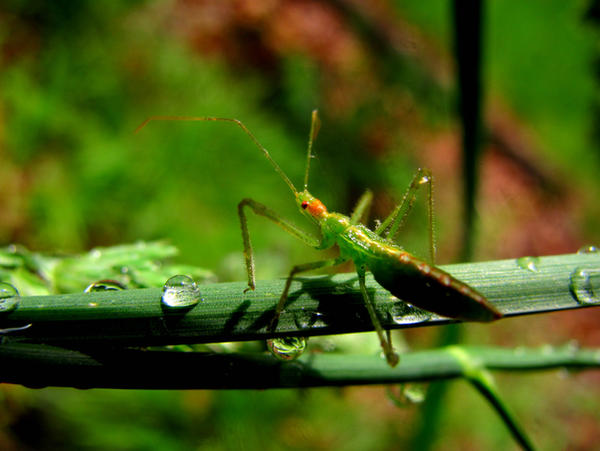 Omg Insect omg a bug by ArtieZiff on DeviantArt