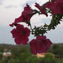 Flowers in Sardegna