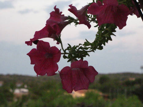 Flowers in Sardegna