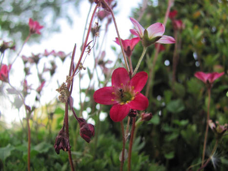 Flowers from my garden