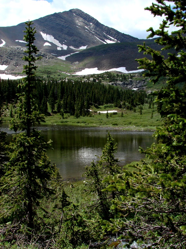 Trees and Hills