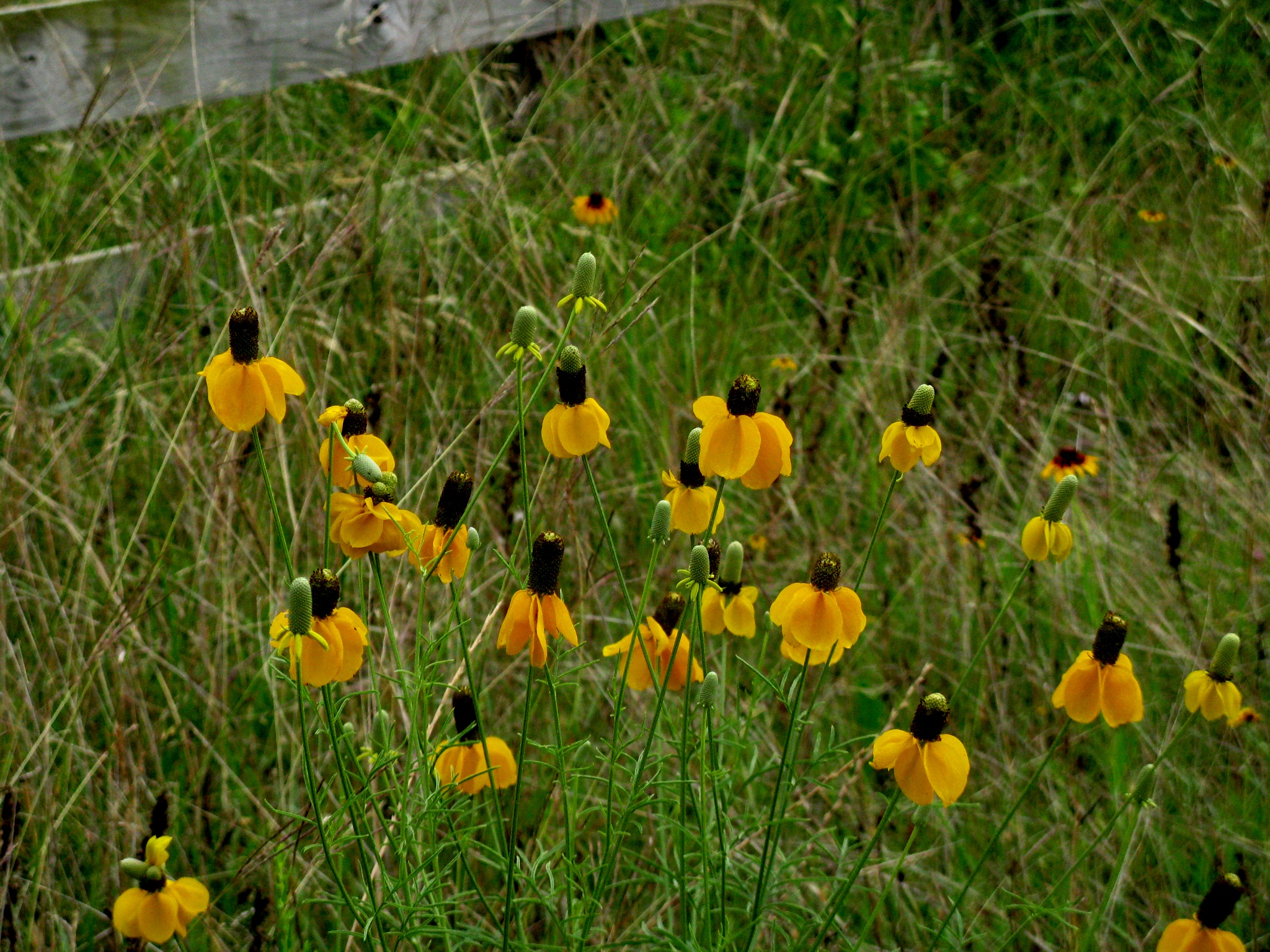 Yellow Pasture Flowers