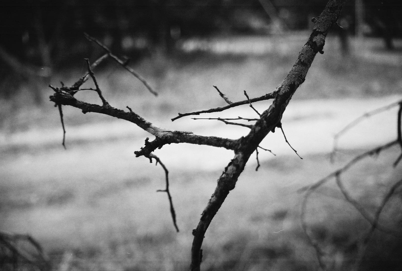 Branch- B and W