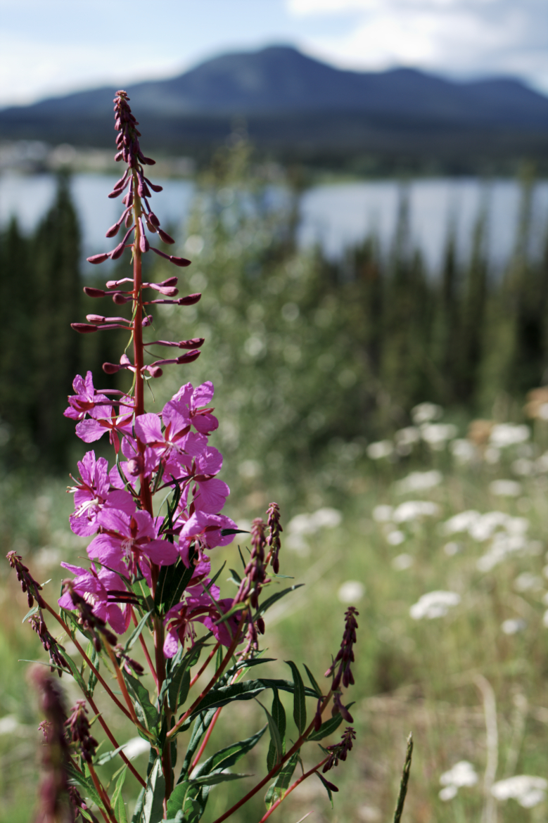 Flower at Teslin