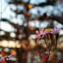 Autumn Flower 1