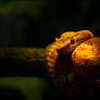 Eyelash Viper