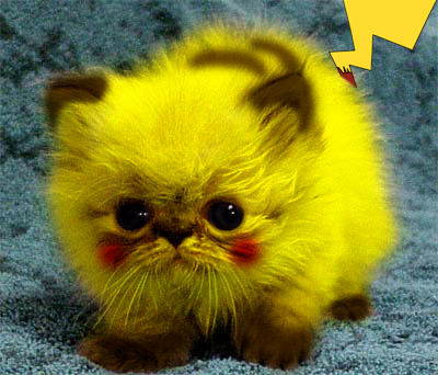 Pikachu Cat 2.0