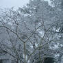 snowfall Hephzibah 2010