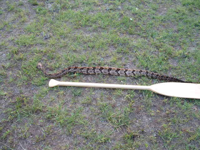 Timber Rattler Characters Timber Rattler by pudgeamericanbulldog on DeviantArt