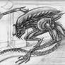 Predator Alien Sketch