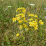 Senecio vulgaris