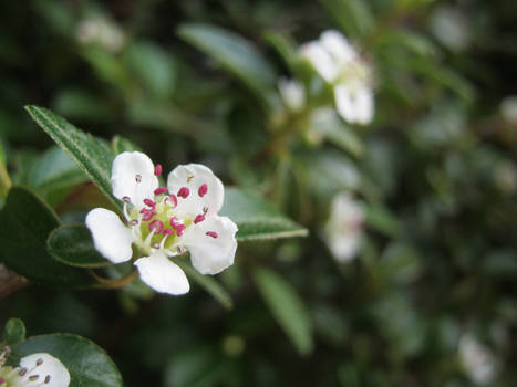 Small White Flower