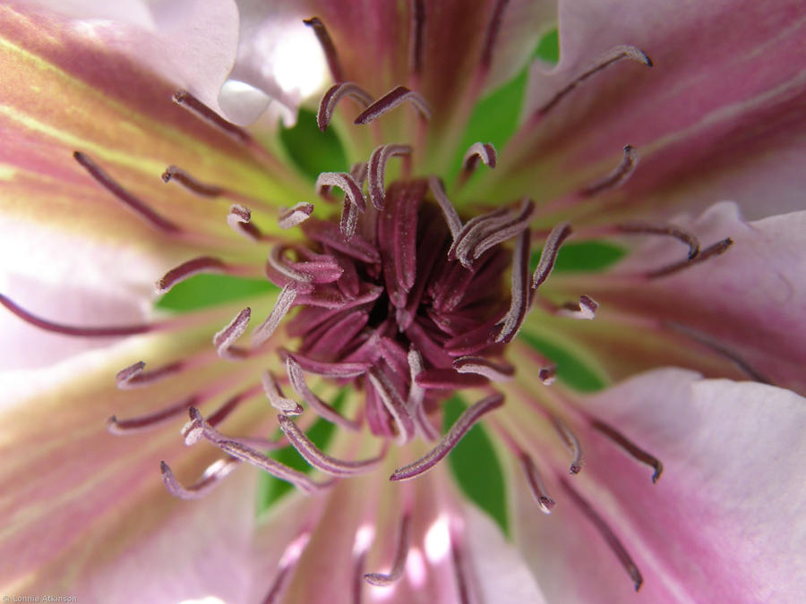 First macro with Olympus sp550 by Lonnieatk