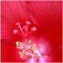 Red Hibiscus