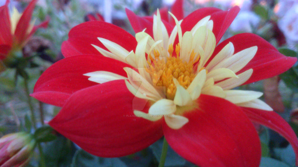 Red, Red flower