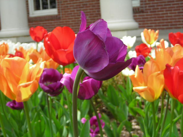 tulips