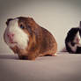 guinea pigs 2.0