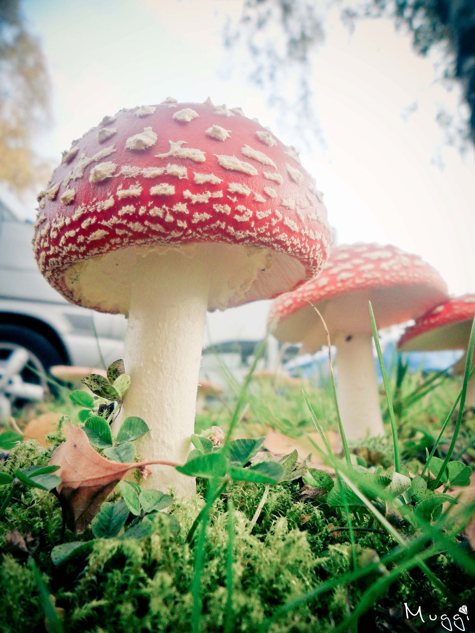 Mushrooms Fungi