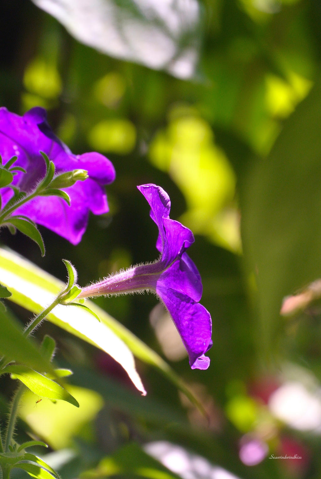 through the foliage