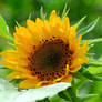 Sunflower  7