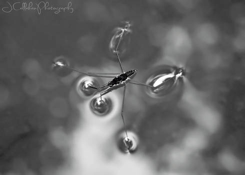 Water Strider