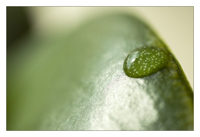 the green droplet