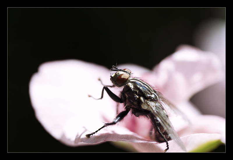 the fly