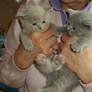 Handful of kittens