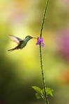 Hummingbird the 1st by RadekDemjan