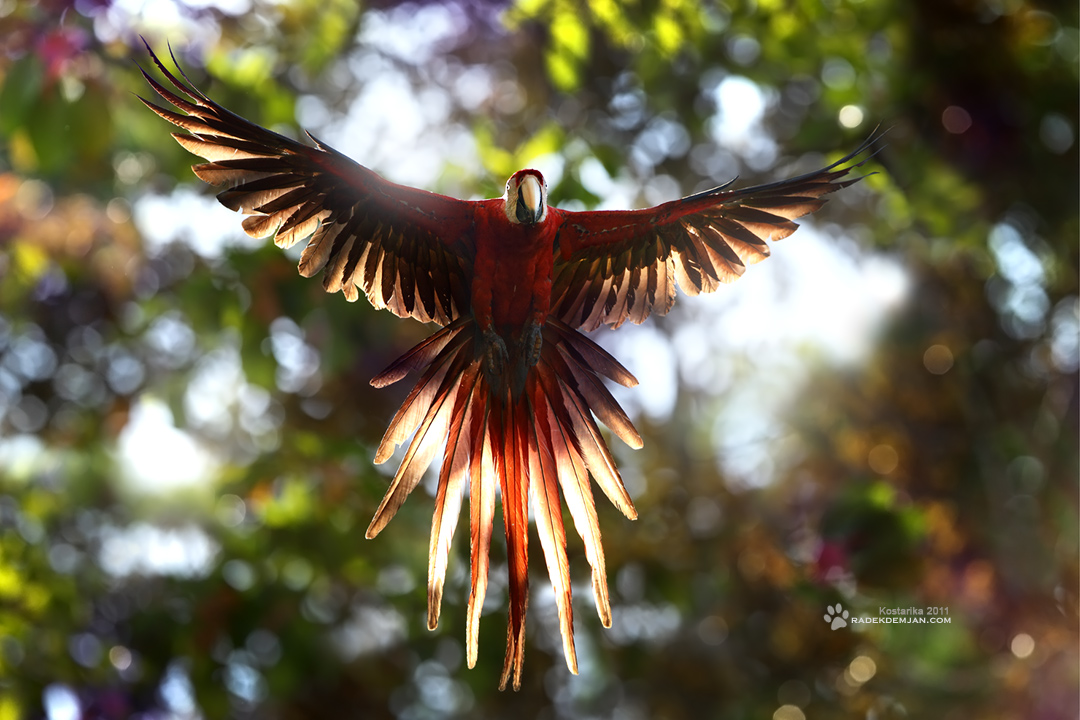 Costa Rica Angel by RadekDemjan Costa Rica Angel by RadekDemjan