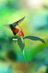 Hummingbird the 2nd by RadekDemjan