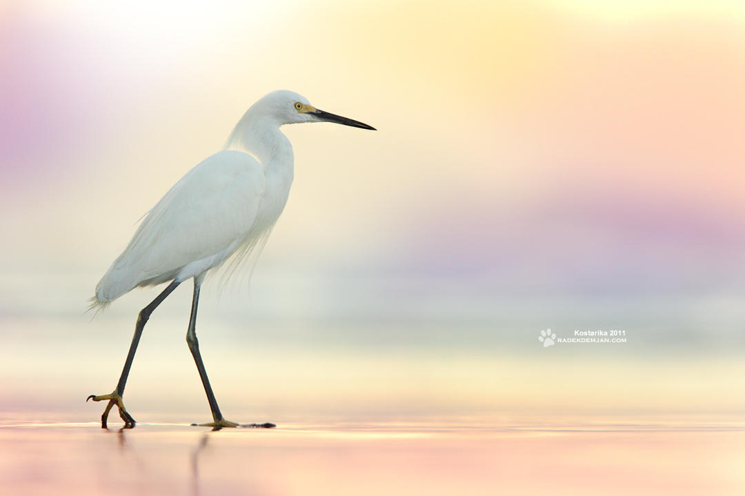 Ballet II by RadekDemjan