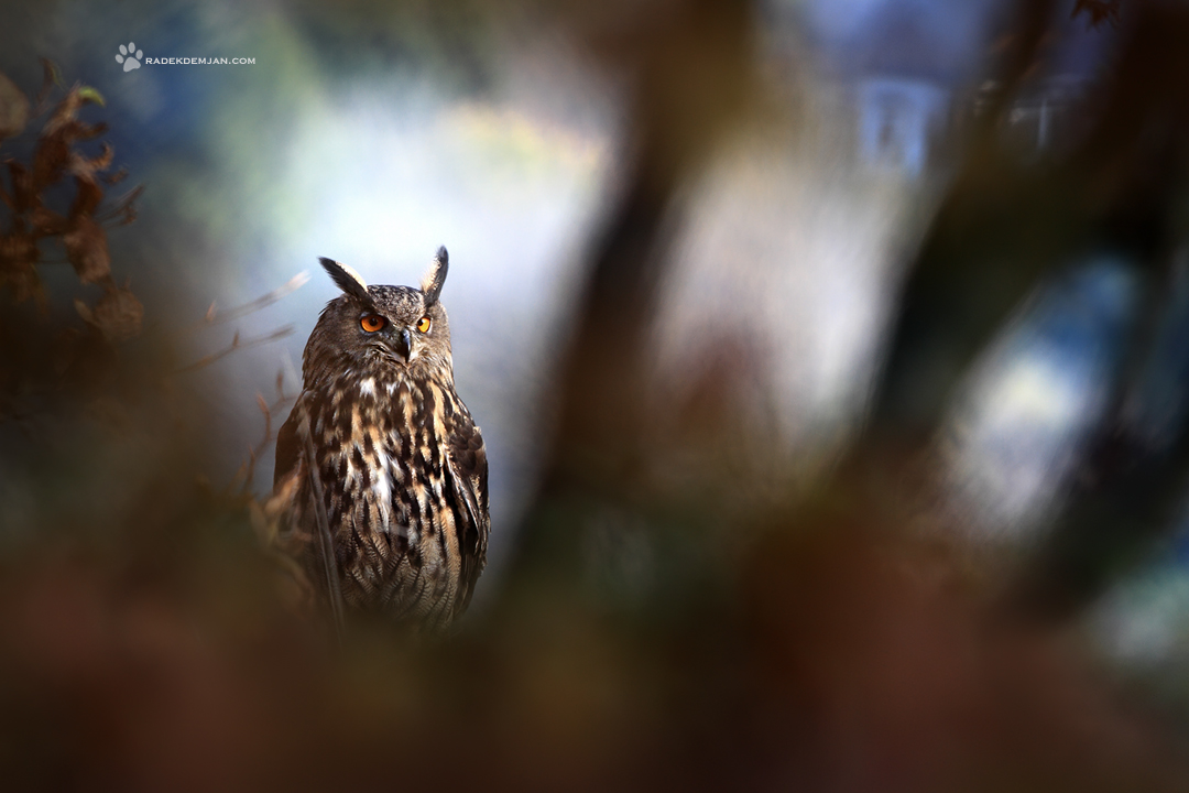 Way to the Chapel by RadekDemjan Way to the Chapel by RadekDemjan