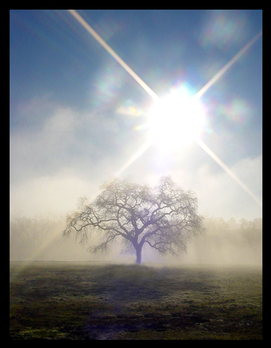 Misty Morning