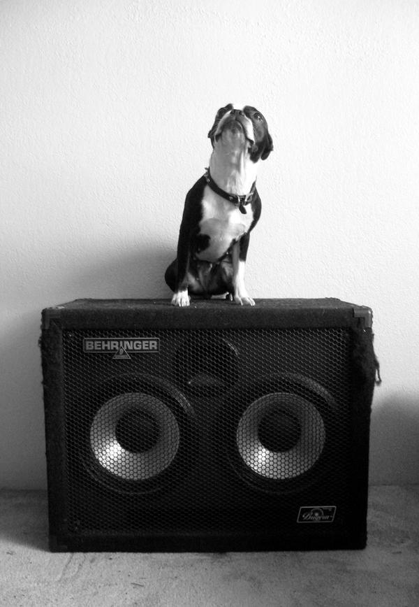 Dog of Rock