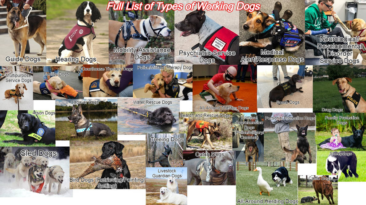 Full List of Types of Working Dogs by WingedWolfofHope on DeviantArt
