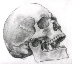 Possibly Human Skull
