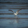 Herring gull landing (2/2)