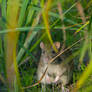 Rat emerging from the grass